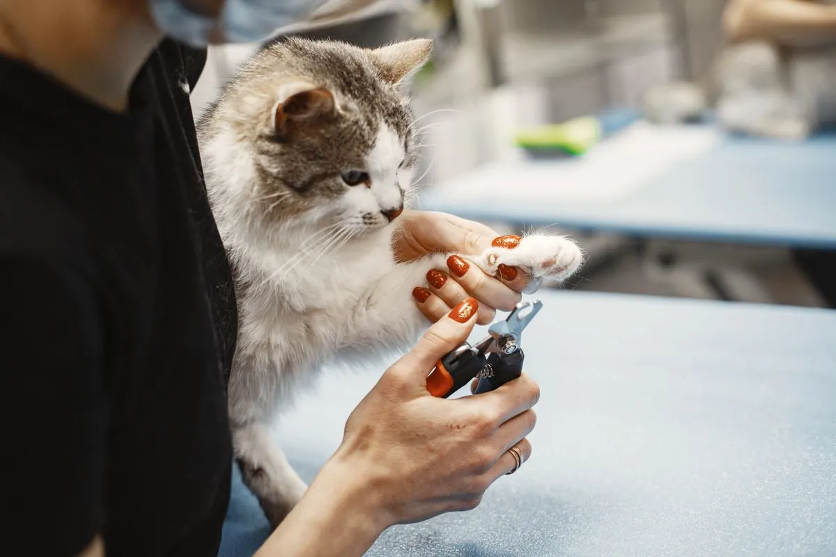 Cat getting a nail trim, a typical grooming add-on charge at a vet clinic