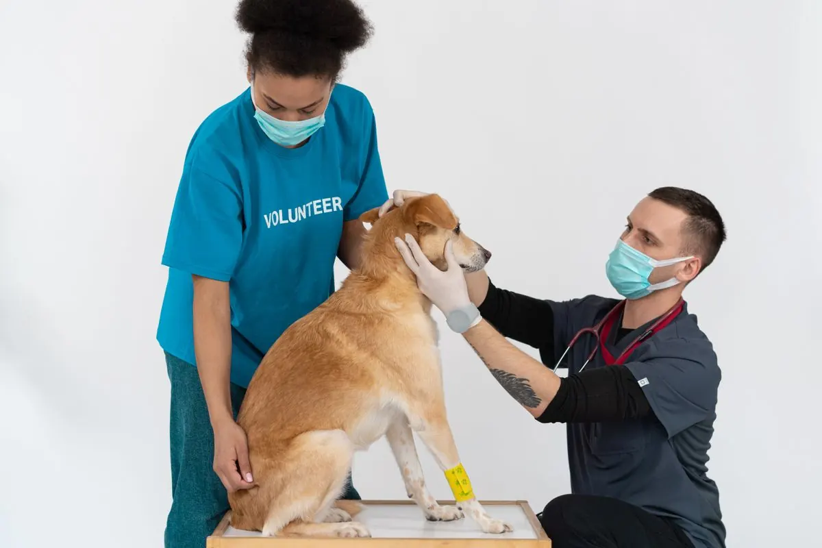 Veterinarian examining a dog on the exam table, where veterinary clinic payment processing starts